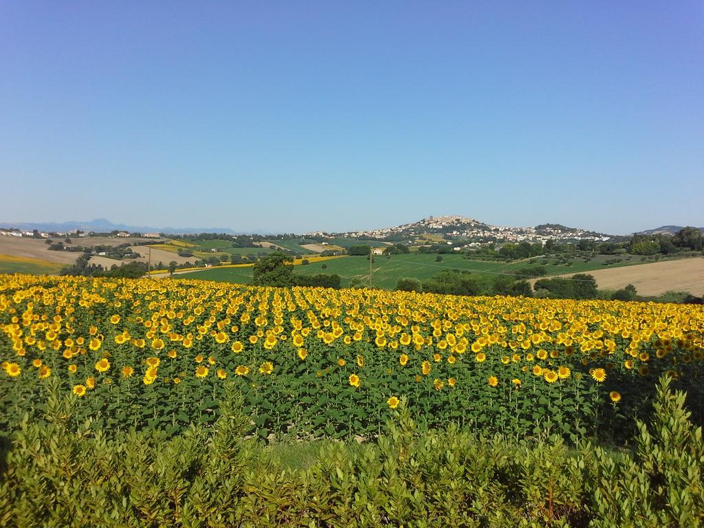 Villa Belvedere Degli Ulivi Osimo Luaran gambar